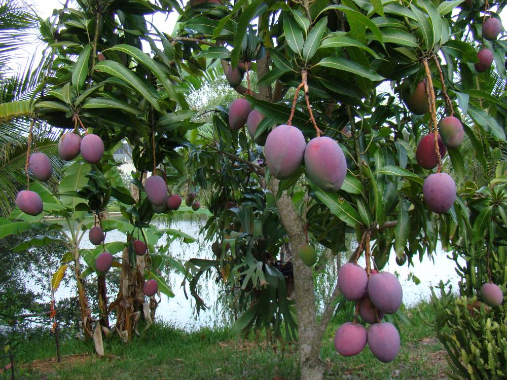 Purple Mangos