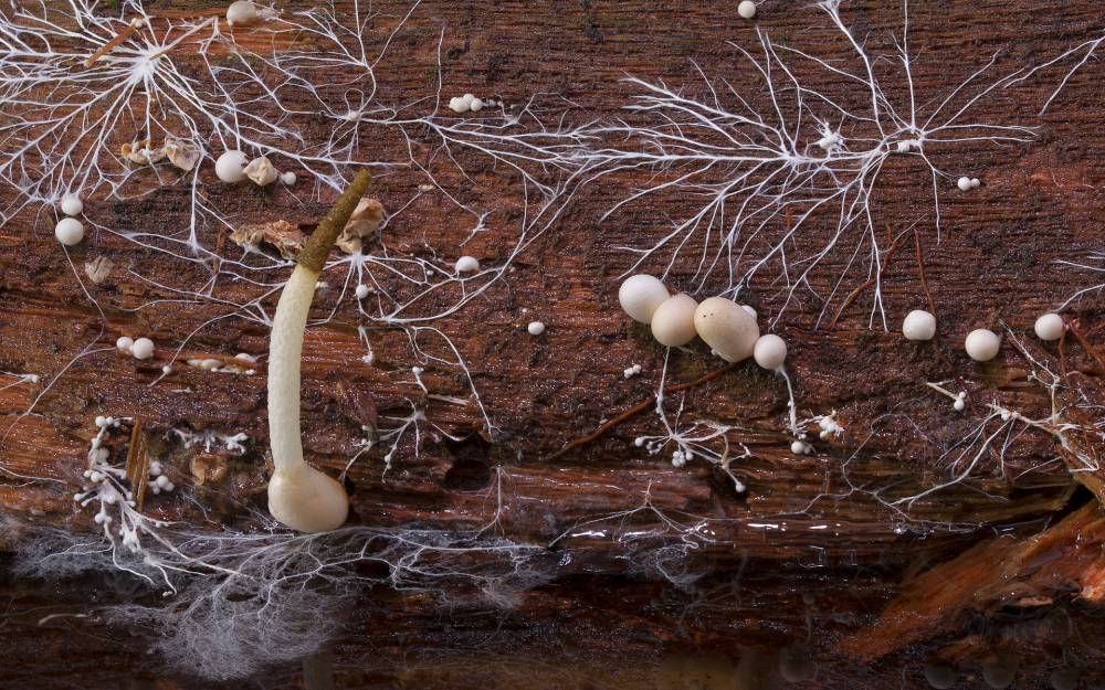 Mycelial without meaning to