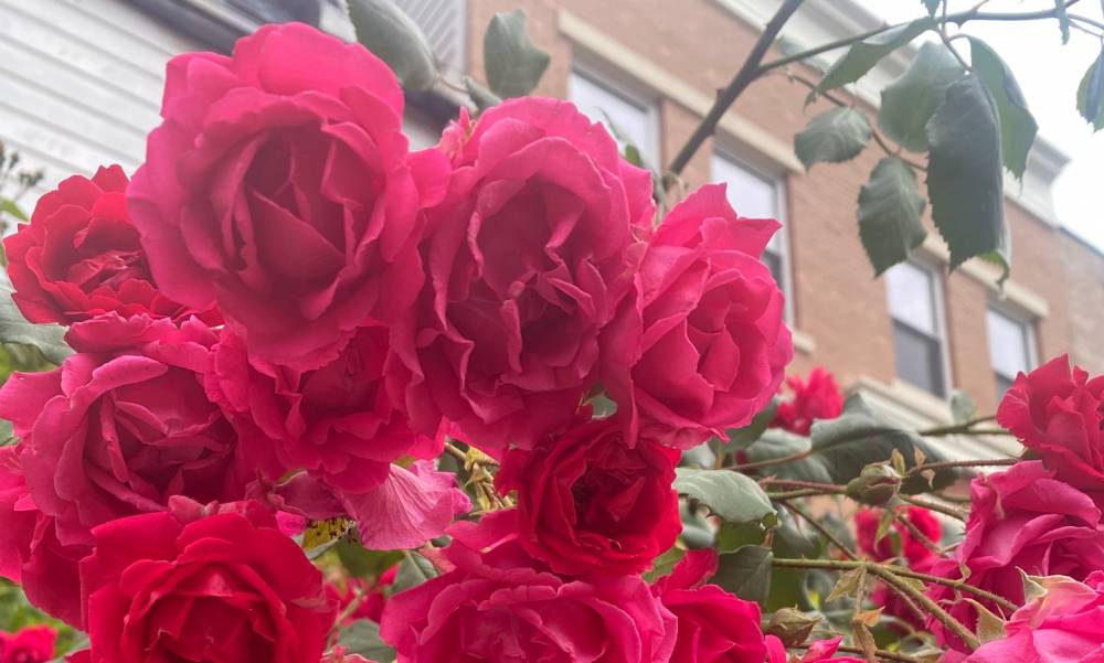 A preparation ground