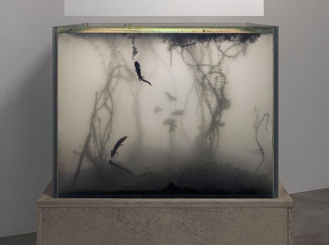 The aquarium lives on