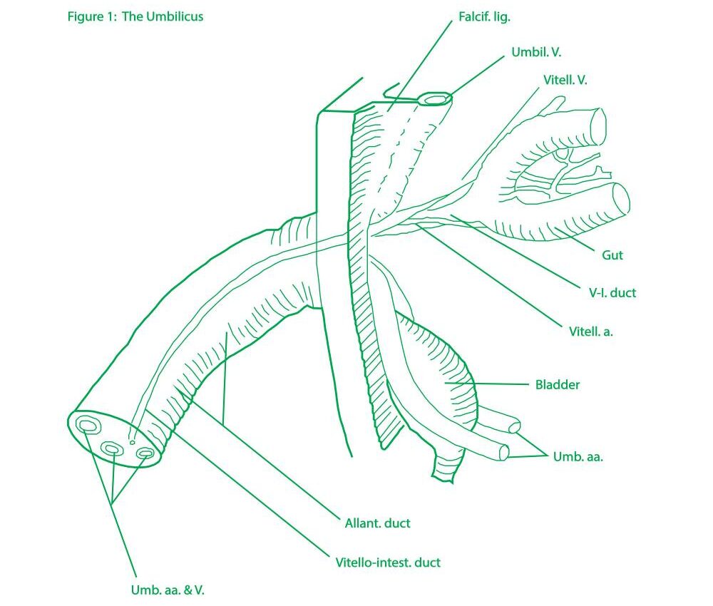 In defense of belly button lint and the hole that is nothing