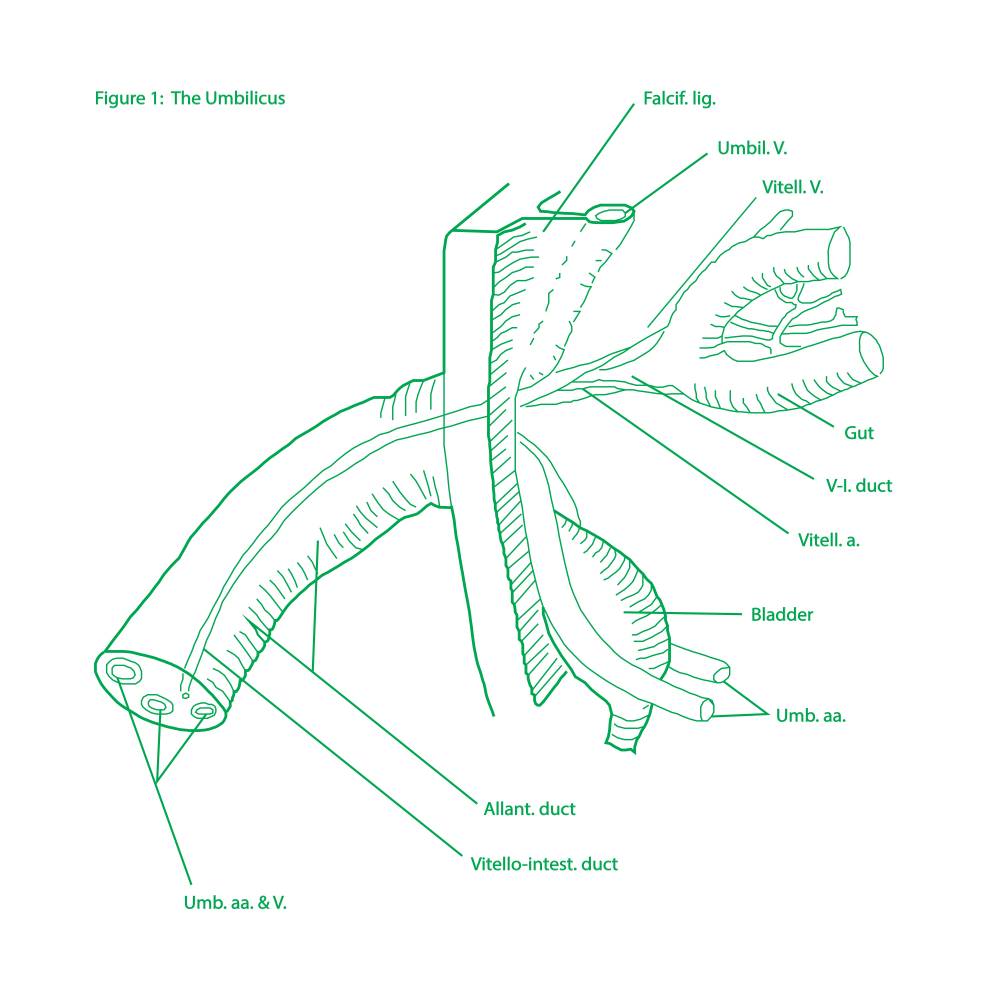 In defense of belly button lint and the hole that is nothing